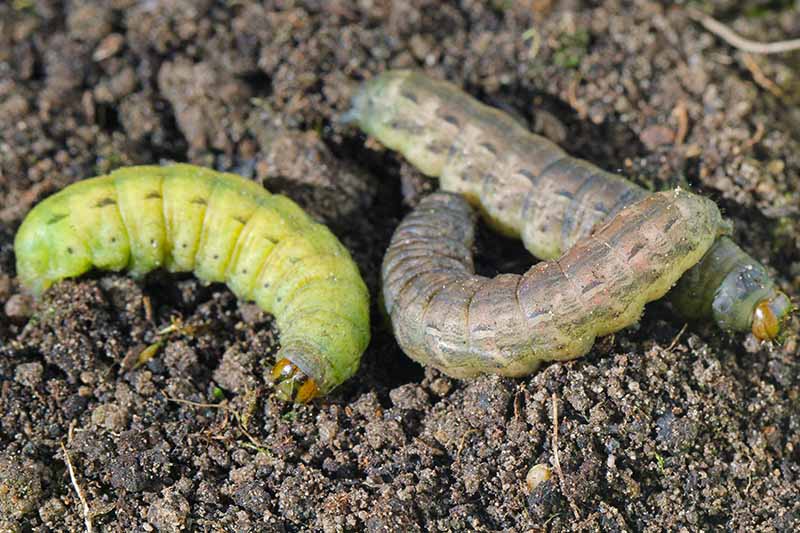 Un primer plano de los gusanos cortadores, una plaga común de jardín, representado en la superficie del suelo.