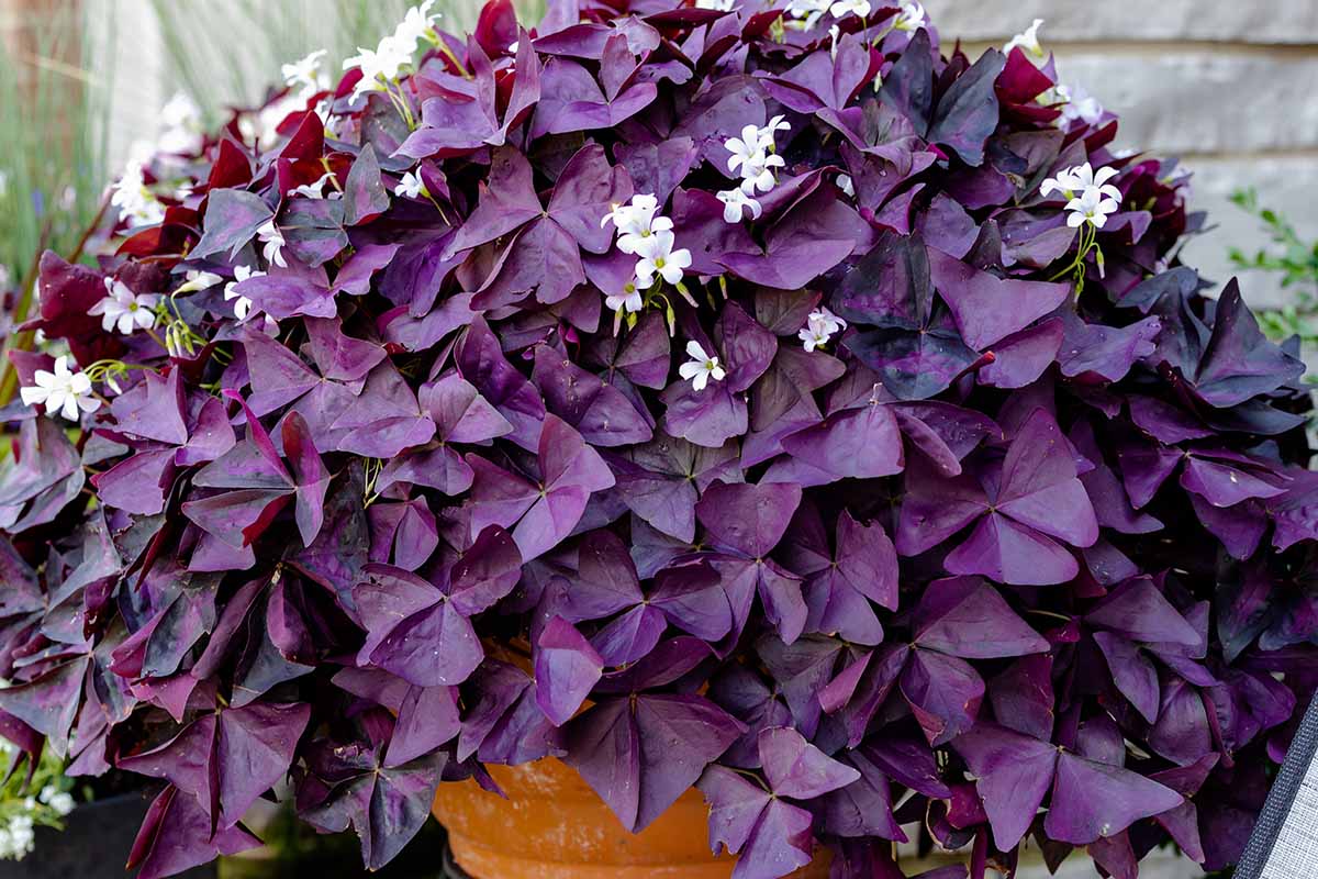 Un primer plano de una planta grande de Oxalis triangularis que crece en un recipiente al aire libre con flores blancas en medio del follaje púrpura.