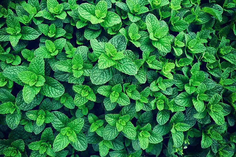 Un primer plano de Mentha creciendo vigorosamente en el jardín con hojas de color verde brillante.