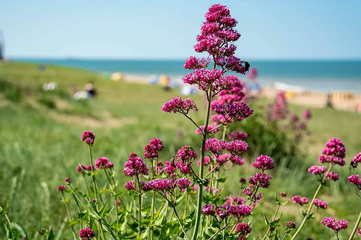 Una imagen horizontal de flores de valeriana roja que crecen en una ubicación costera.