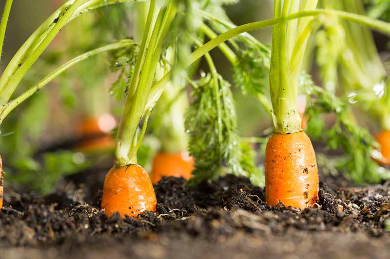 Un primer plano de zanahorias que crecen en un suelo rico y oscuro con solo la parte superior de las raíces naranjas que se muestran entre el follaje verde bajo la luz del sol.