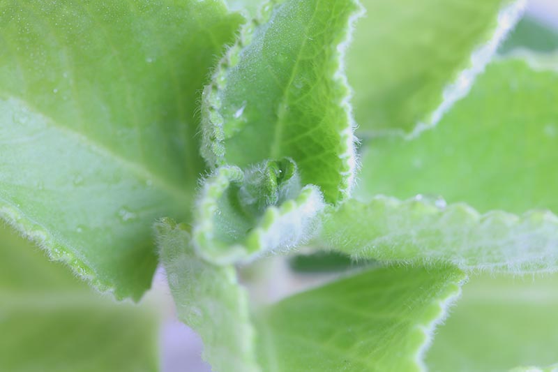 Una imagen horizontal de primer plano del follaje de Coleus amboinicus que crece en un jardín de cocina.