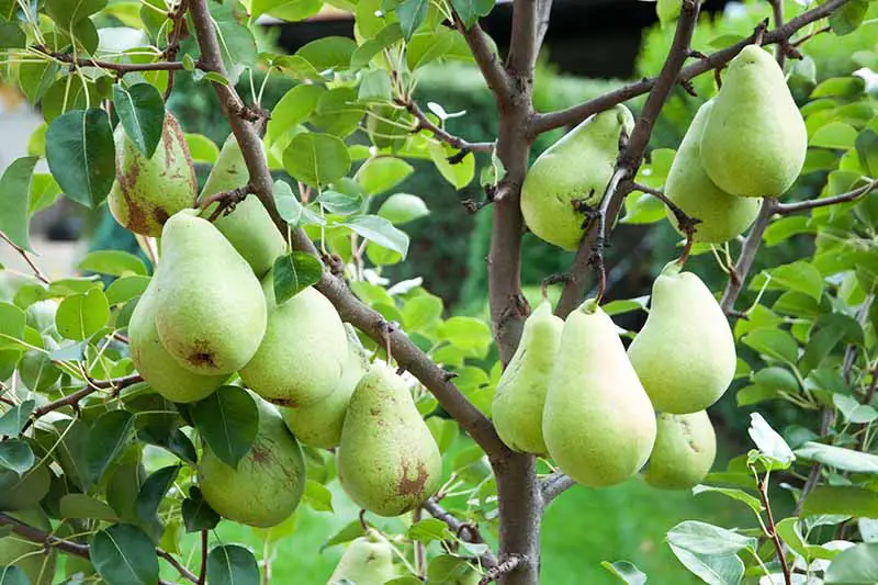 Una imagen horizontal de primer plano de peras maduras que crecen en el árbol que se muestra en un fondo de enfoque suave.