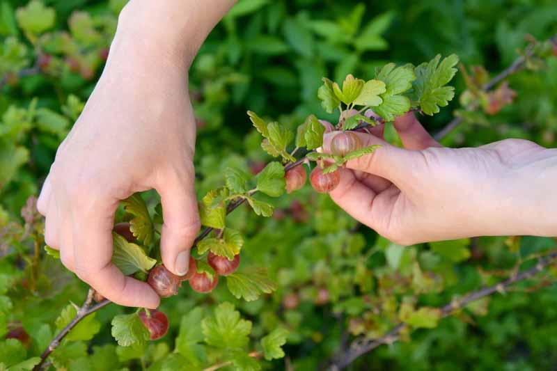 Un primer plano de dos manos cosechando bayas rojas maduras en el jardín, representadas en un fondo de enfoque suave.