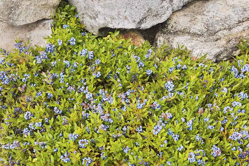 Una imagen horizontal de arándanos de bajo arbusto que crecen como una cubierta de suelo en un jardín de rocas con follaje verde brillante y fruta madura.