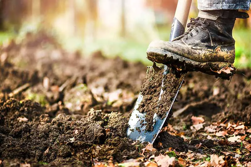 Un primer plano de la bota de un jardinero en el borde de una pala, excavando tierra en el jardín.