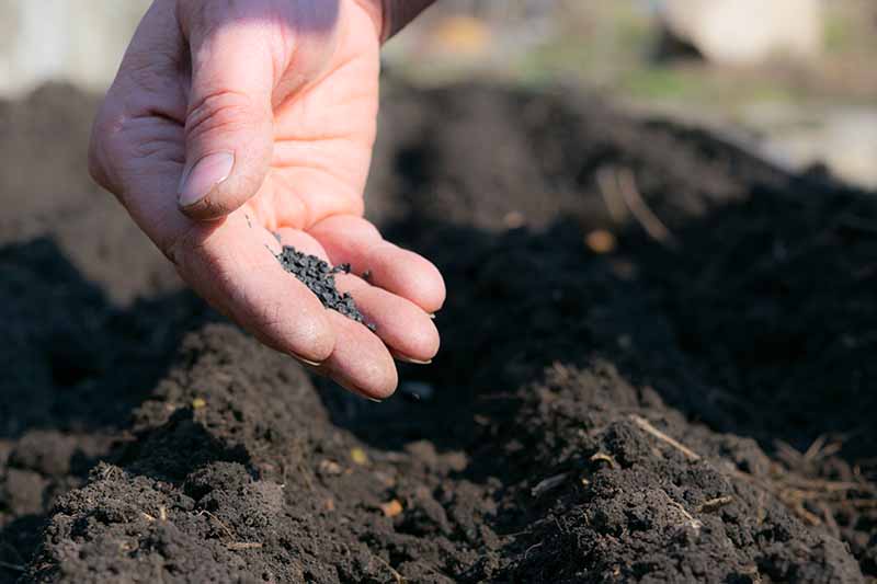 Una imagen horizontal de cerca de una mano sembrando pequeñas semillas en el suelo del jardín en un fondo de enfoque suave.