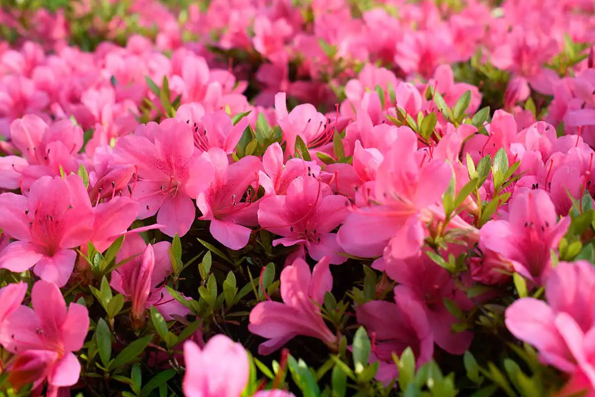 Una imagen horizontal de cerca de azaleas rosas que crecen en el jardín.