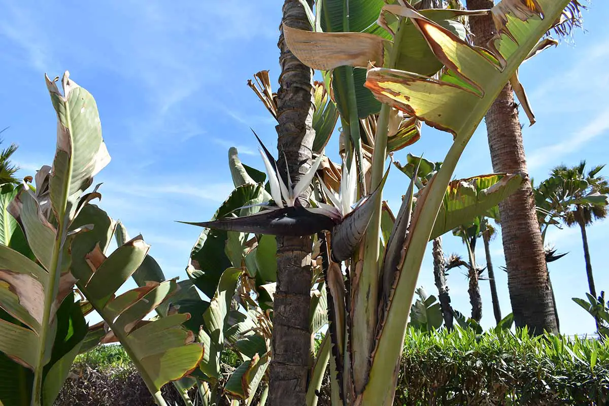 Una imagen horizontal de una planta de Strelizia nicolai que crece en el jardín fotografiada sobre un fondo de cielo azul.