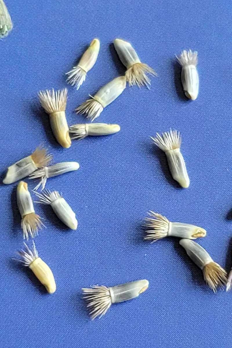 Una imagen vertical de primer plano de semillas de botón de soltero con secciones largas rematadas con cabello que las hace parecerse un poco a Bart Simpson.  El fondo es azul.