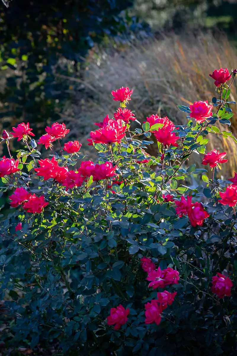 Una imagen vertical de primer plano de flores Knock Out rojas brillantes que crecen en el jardín con césped ornamental en un enfoque suave en el fondo.