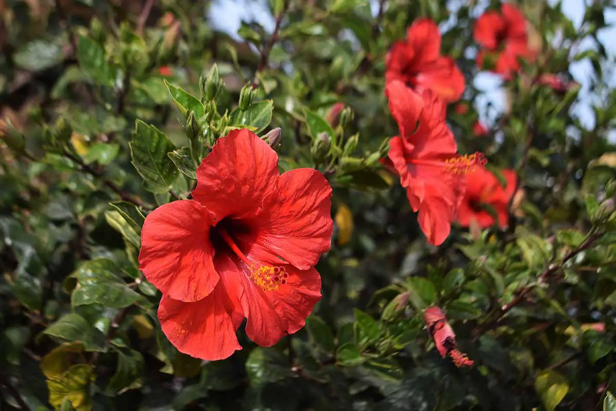 Una imagen horizontal de cerca de flores tropicales rojas que crecen en el jardín.