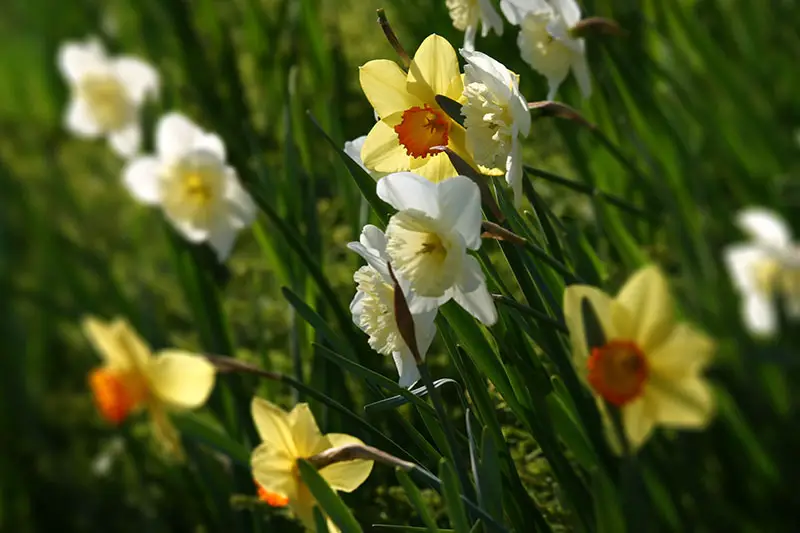 Una imagen horizontal de primer plano de flores de narciso blancas y amarillas que crecen en el jardín con luz solar filtrada en un fondo de enfoque suave.