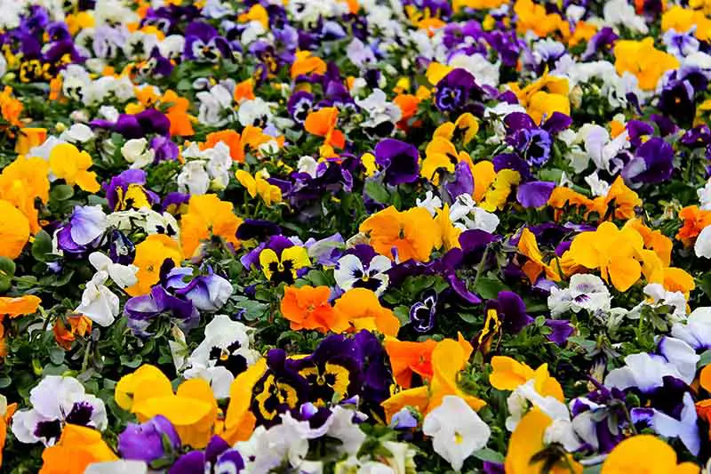 Un primer plano de una mezcla de violetas en varios colores diferentes que crecen en el jardín, desvaneciéndose a un enfoque suave en el fondo.