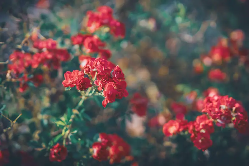 Una imagen horizontal de flores rojas brillantes que crecen en el jardín fotografiadas a la luz del sol de la tarde en un fondo de enfoque suave.