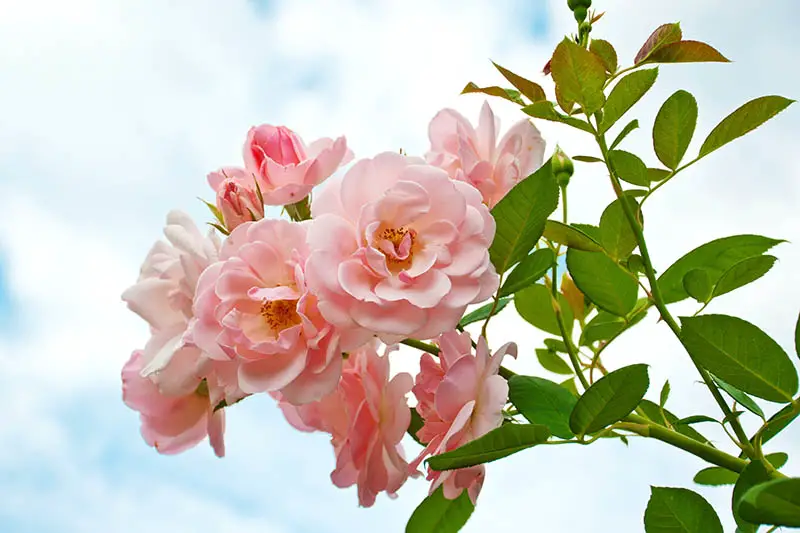 Una imagen horizontal de primer plano de flores de color rosa claro sobre un fondo de cielo azul.