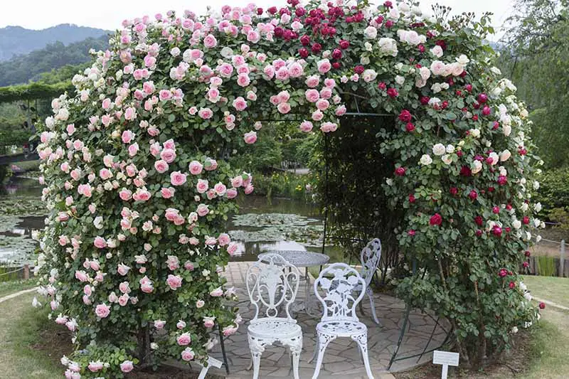 Una imagen horizontal de un cenador de jardín frente a un lago cubierto de una proliferación de rosas rosadas, blancas y rojas, con sillas de metal blanco y una mesa debajo.