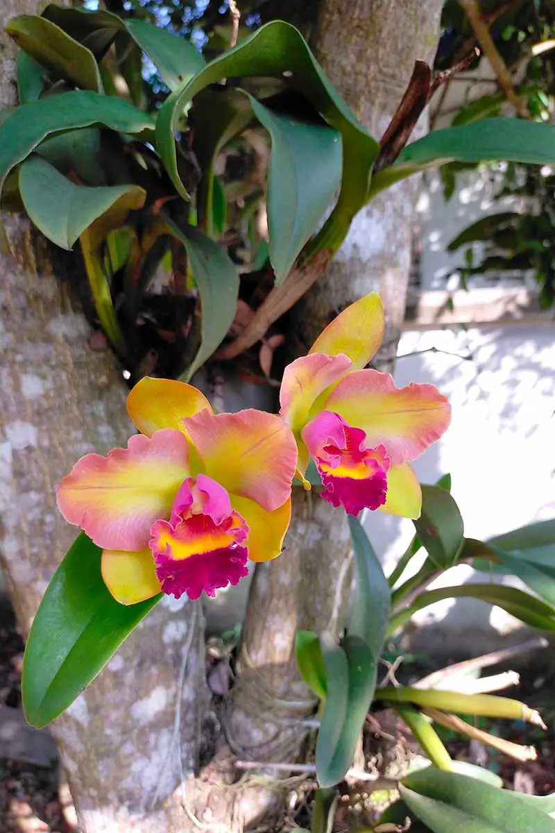 Una imagen vertical de orquídeas Cattleya labiata amarillas, naranjas y rosas que crecen en el tronco de un árbol al aire libre.