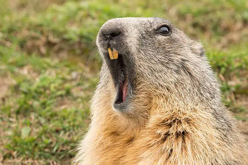 Un primer plano de una marmota de aspecto desafiante bostezando o enseñando los dientes en un fondo de enfoque suave.