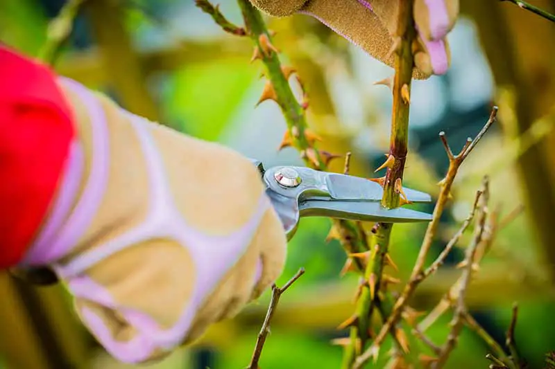 Una imagen horizontal de primer plano de una mano enguantada desde la izquierda del marco que sostiene un par de tijeras de podar cortando un arbusto de rosas.