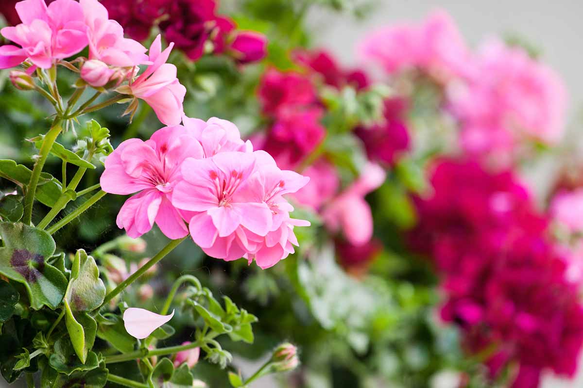 Una imagen horizontal de primer plano de flores de pelargonio rosa que crecen en el jardín en un fondo de enfoque suave.