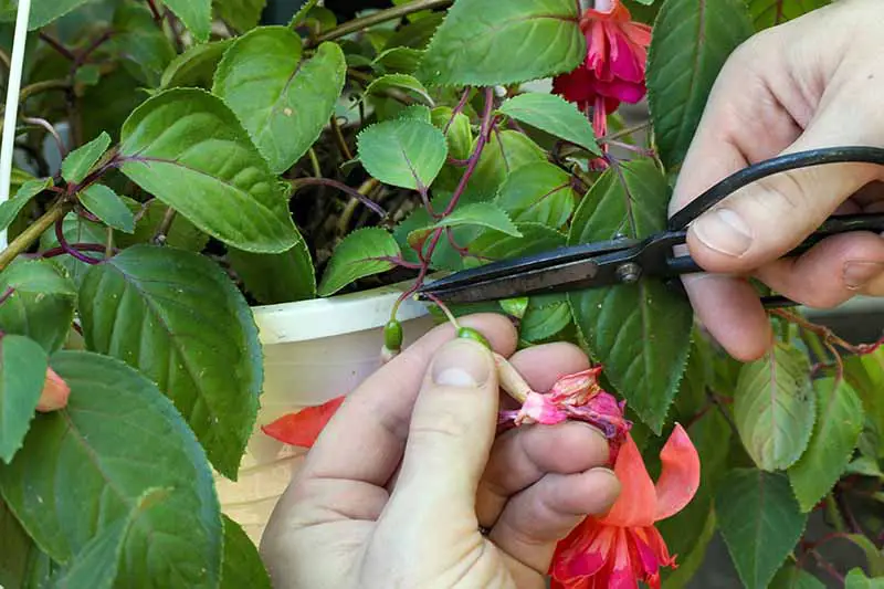 Una imagen horizontal de cerca de dos manos desde la derecha del marco usando un par de tijeras para cortar una flor gastada de una planta en maceta.