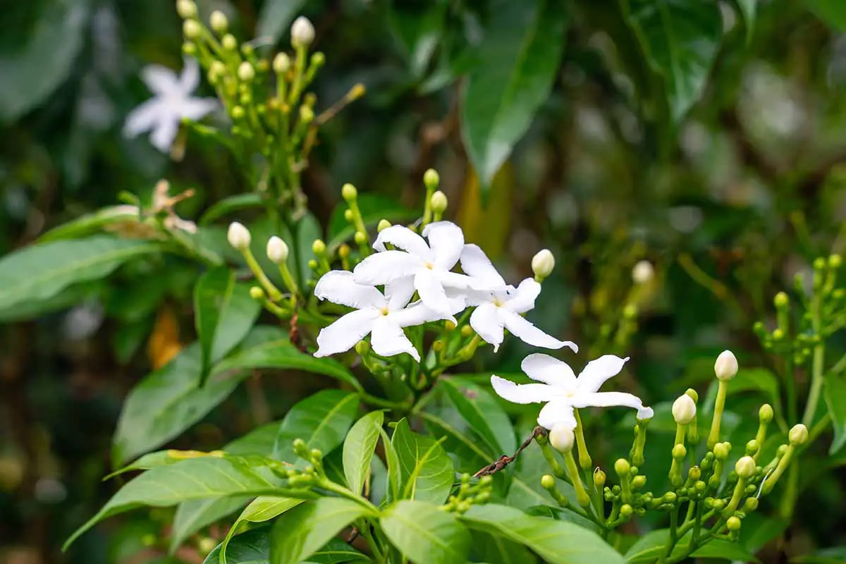 Una imagen horizontal de primer plano de flores de jazmín blanco que crecen en el jardín en un fondo de enfoque suave.