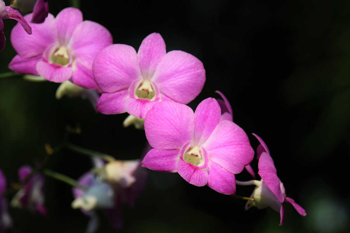 Una imagen horizontal de primer plano de las orquídeas Dendrobium rosas representadas en un fondo oscuro.