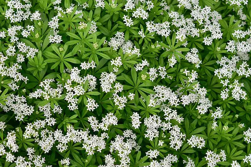 Una imagen de fondo de cerca de las flores blancas y el follaje verde de la aspérula dulce.