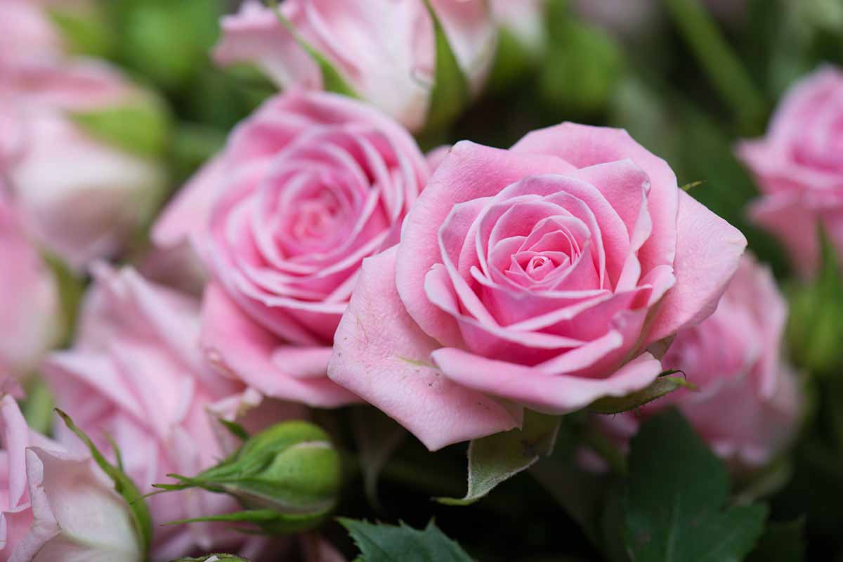 Una imagen horizontal de primer plano de rosas rosadas que crecen en el jardín representada en un fondo de enfoque suave.