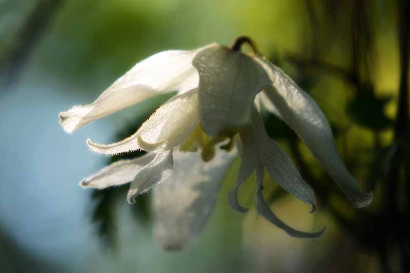 Un primer plano de una flor de 'cisne blanco' con delicados pétalos de marfil sobre un fondo de enfoque suave.