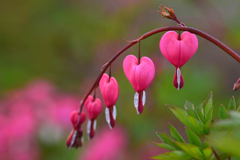 Una imagen horizontal de cerca de una rama de flores rosadas de corazón sangrante representadas en un fondo de enfoque suave.