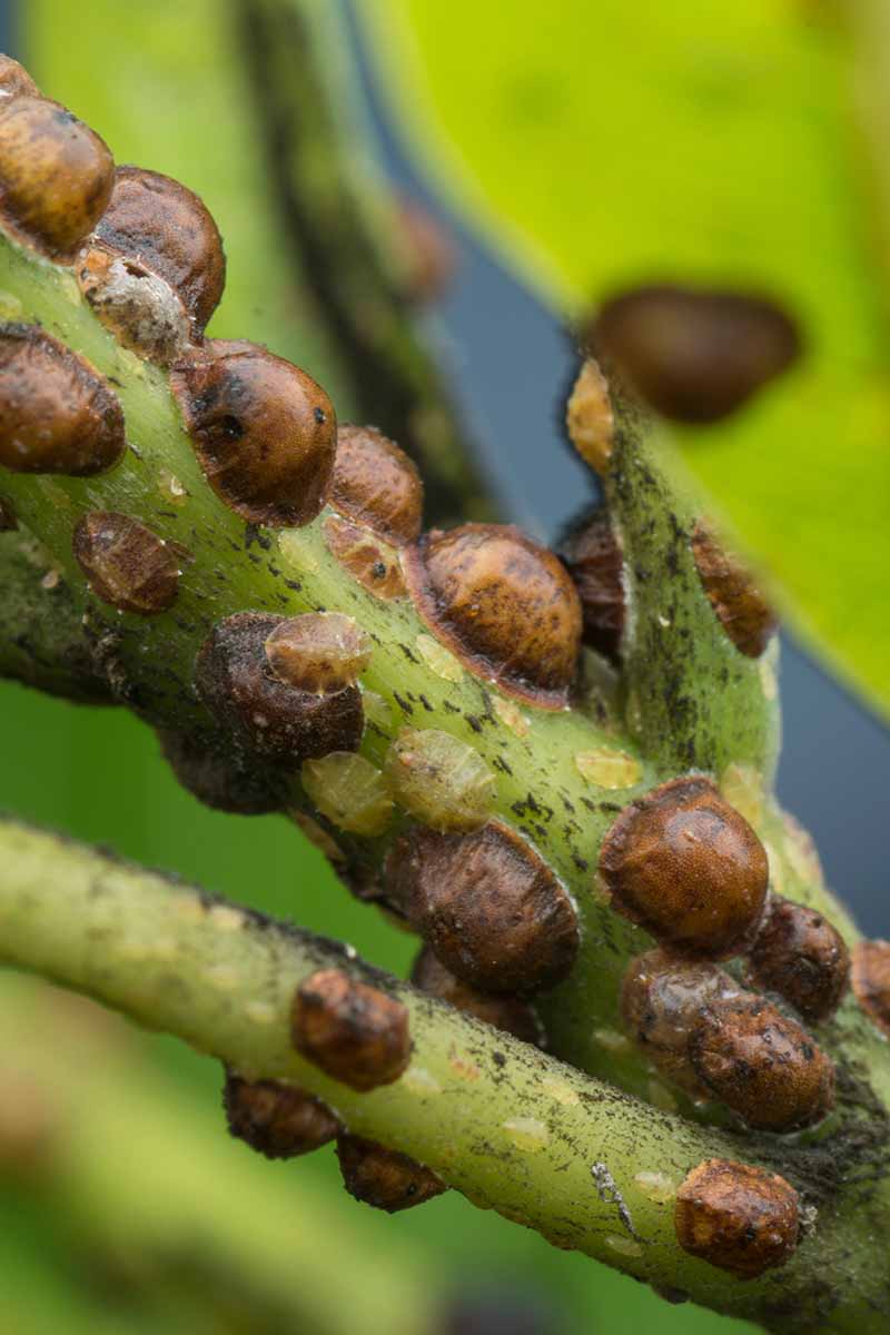 Una imagen vertical de cerca de insectos a escala que infestan el tallo de una planta.