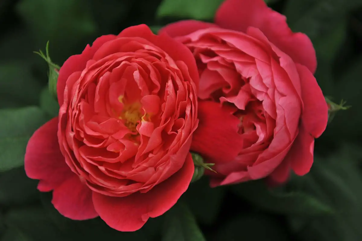 Una imagen horizontal de primer plano de flores rojas brillantes 'Benjamin Britten' representadas en un fondo de enfoque suave.