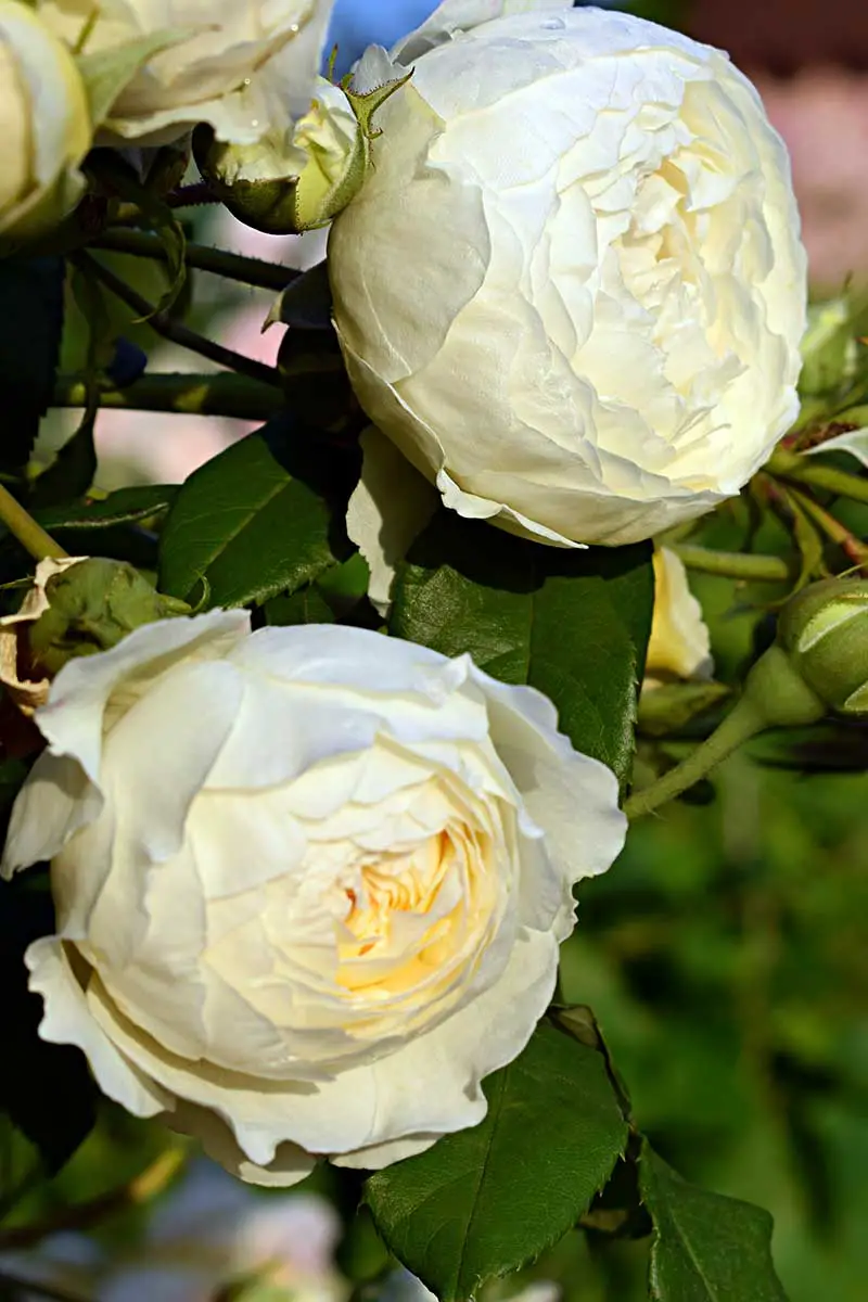Una imagen vertical de cerca de las rosas 'Claire Austin' que crecen en el jardín fotografiadas con luz solar filtrada.
