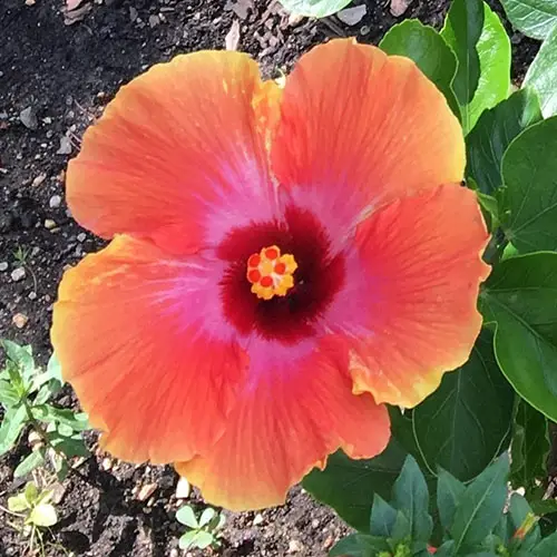 Un primer plano de la flor 'Fiesta', un híbrido de H. rosa-sinensis con pétalos de color naranja brillante y un ojo rojo y rosa profundo, rodeado de follaje bajo el sol brillante sobre un fondo de enfoque suave.