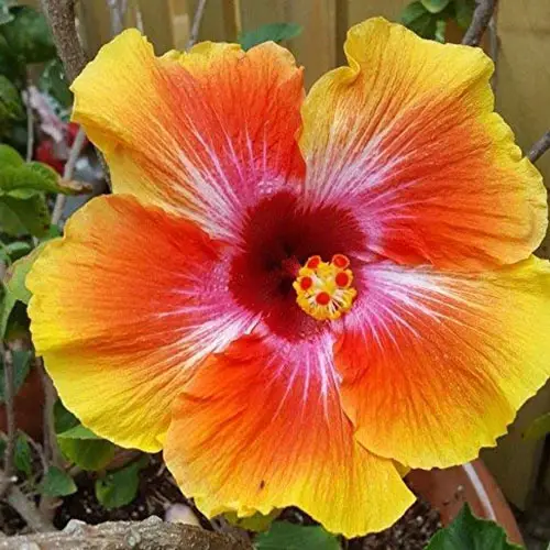 Un primer plano del híbrido H. rosa-sinensis 'Hawaiian Sunset' sobre un fondo de enfoque suave.  La flor es de color naranja brillante en los bordes con un ojo central de color rojo oscuro y rayas blancas en los pétalos.