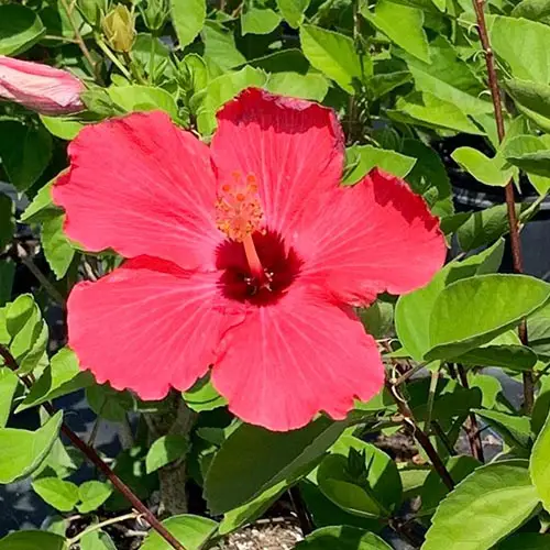Un primer plano de una flor roja brillante de 'Painted Lady' de H. rosa-sinensis fotografiada bajo un sol brillante rodeada de follaje verde que se desvanece en un enfoque suave en el fondo.