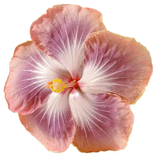 Un primer plano de la variedad 'Silver Memories' de H. rosa-sinensis, con pétalos de color rosa pálido a plateado con bordes ligeramente ondulados sobre un fondo blanco.