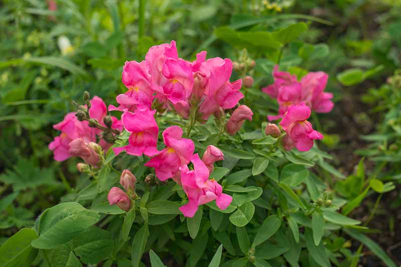 Una imagen horizontal de primer plano de las flores de dragón rosa (Antirrhinum majus) que crecen en el jardín representadas en un fondo de enfoque suave.