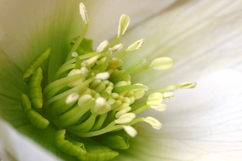 Una imagen horizontal de primer plano del interior de una flor que se desvanece en un enfoque suave en el fondo.