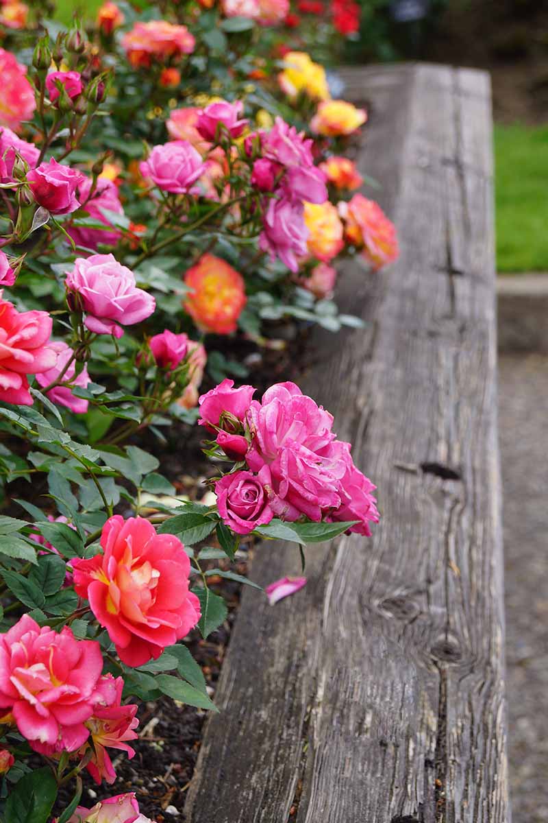 Una imagen vertical de primer plano de rosas que crecen en un borde de jardín elevado.