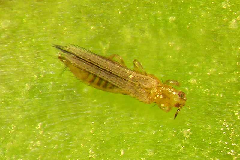 Una imagen horizontal de primer plano de un insecto trips con gran aumento en una hoja.