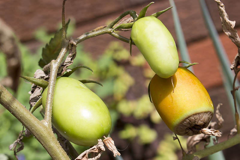 Un primer plano de una planta de tomate que muestra frutos verdes que sufren una afección que hace que la base de la fruta se deteriore, fotografiada bajo la luz del sol sobre un fondo de enfoque suave.