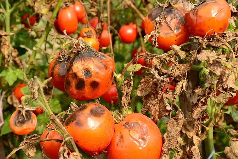 Un primer plano de tomates rojos maduros que se han vuelto negros debido a una enfermedad llamada tizón tardío.  A la derecha del marco se muestran hojas marrones muertas.