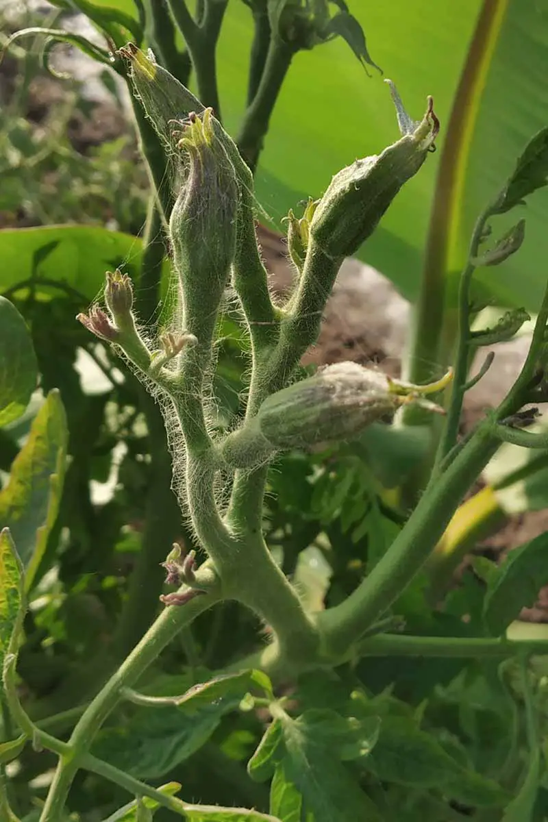Un primer plano de los capullos distorsionados de una planta que padece la enfermedad de los grandes brotes del tomate, causada por un fitoplasma y propagada por saltamontes.