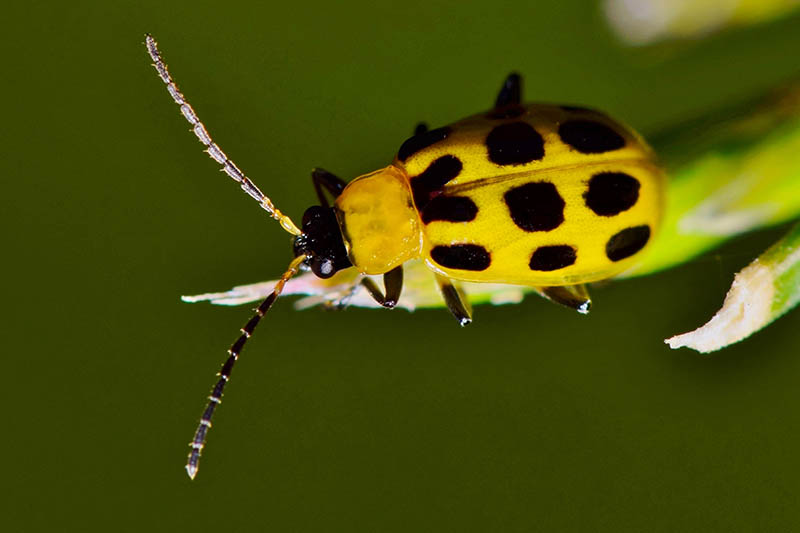 Una imagen horizontal de primer plano de un escarabajo de pepino negro y amarillo en la punta de una rama representada en un fondo de enfoque suave.