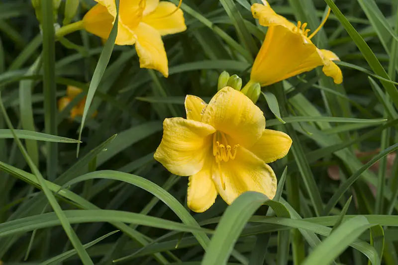 Un primer plano de flores amarillas rodeadas de follaje verde, creciendo en el jardín.