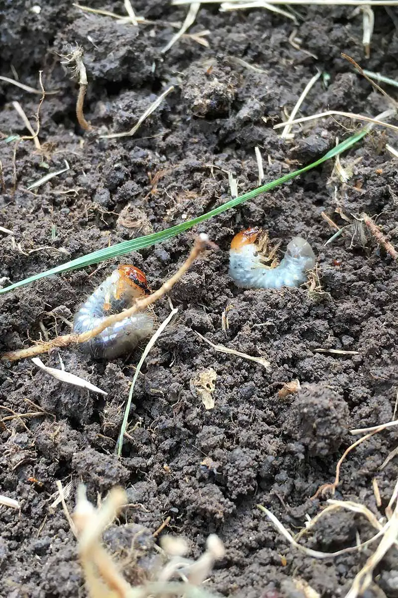 Una imagen vertical de primer plano de las larvas de escarabajos japoneses de aspecto repugnante en la superficie del suelo.