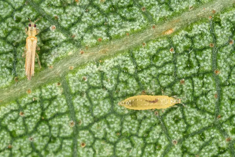 Un primer plano de dos diminutos trips en una hoja verde.  Los insectos largos y angostos son translúcidos y pueden causar daño a las plantas.